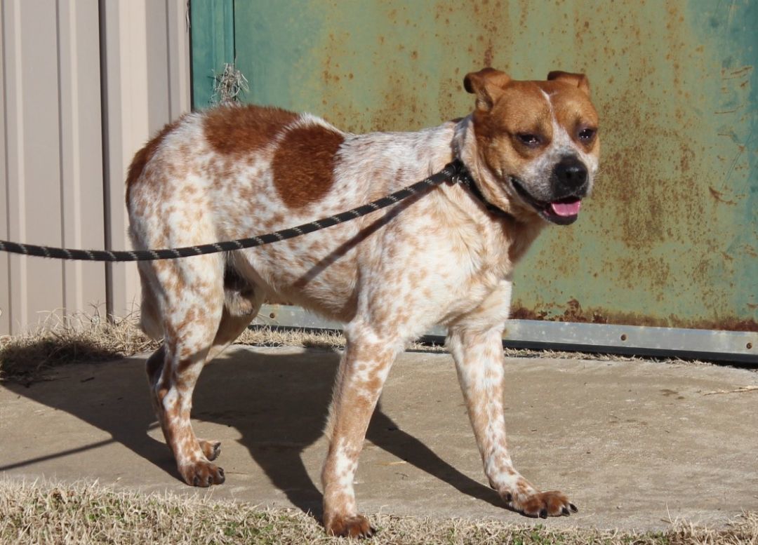 Dog for adoption - PIPER, an Australian Cattle Dog / Blue Heeler in