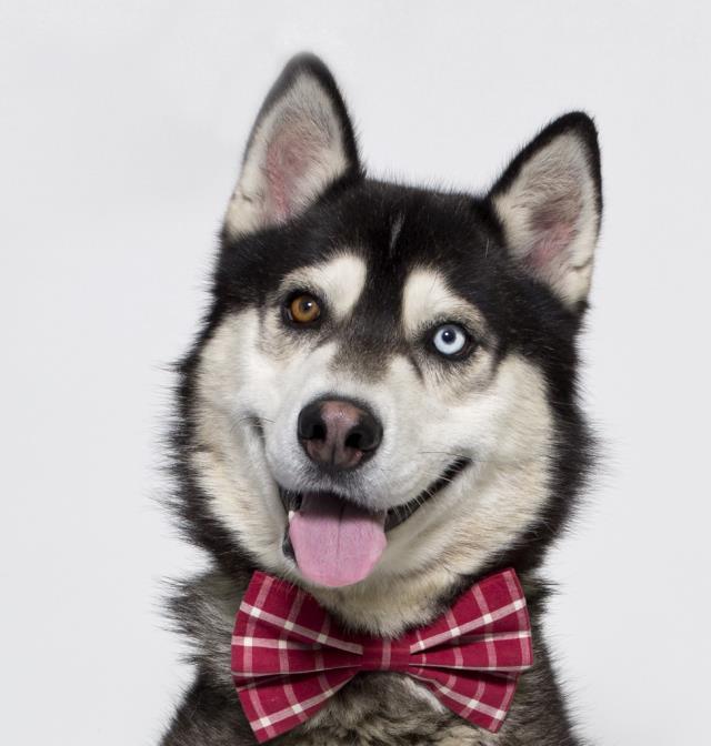 HURLEY, an adoptable Siberian Husky in Santa Maria, CA, 93455 | Photo Image 1