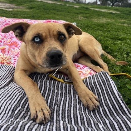 Catahoula store chihuahua mix