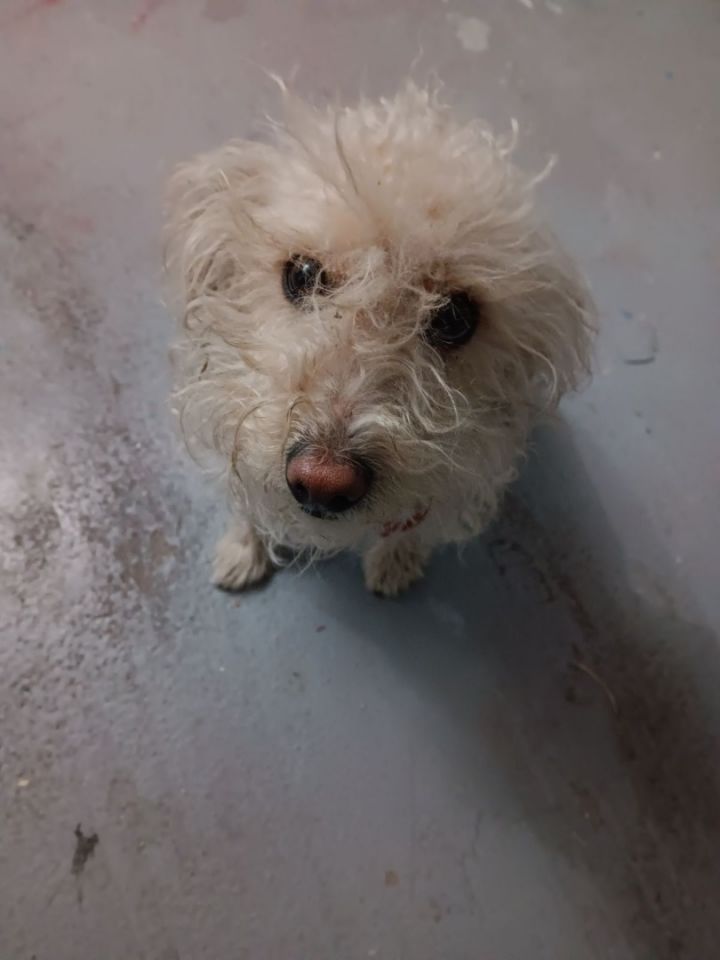 Wheaten terrier bichon sales mix