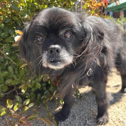 Morris, an adoptable Pekingese, Mixed Breed in Incline Village, NV, 89451 | Photo Image 1