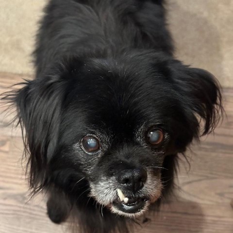 Morris, an adoptable Pekingese, Mixed Breed in Incline Village, NV, 89451 | Photo Image 2