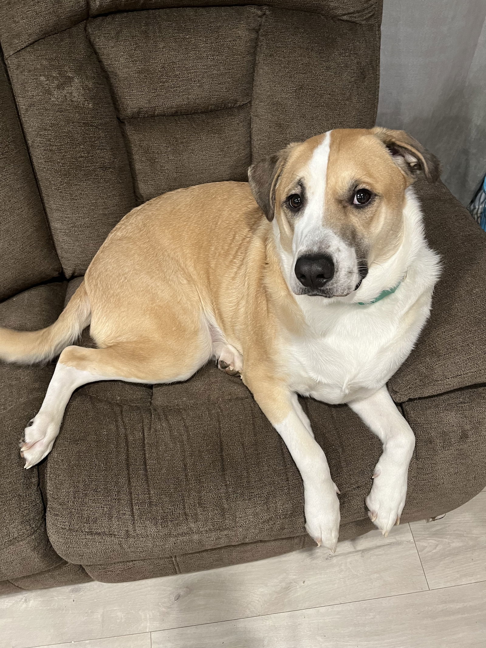 Whiskey **COURTESY POSTING**, an adoptable German Shepherd Dog in London, ON, N6H 5C4 | Photo Image 1