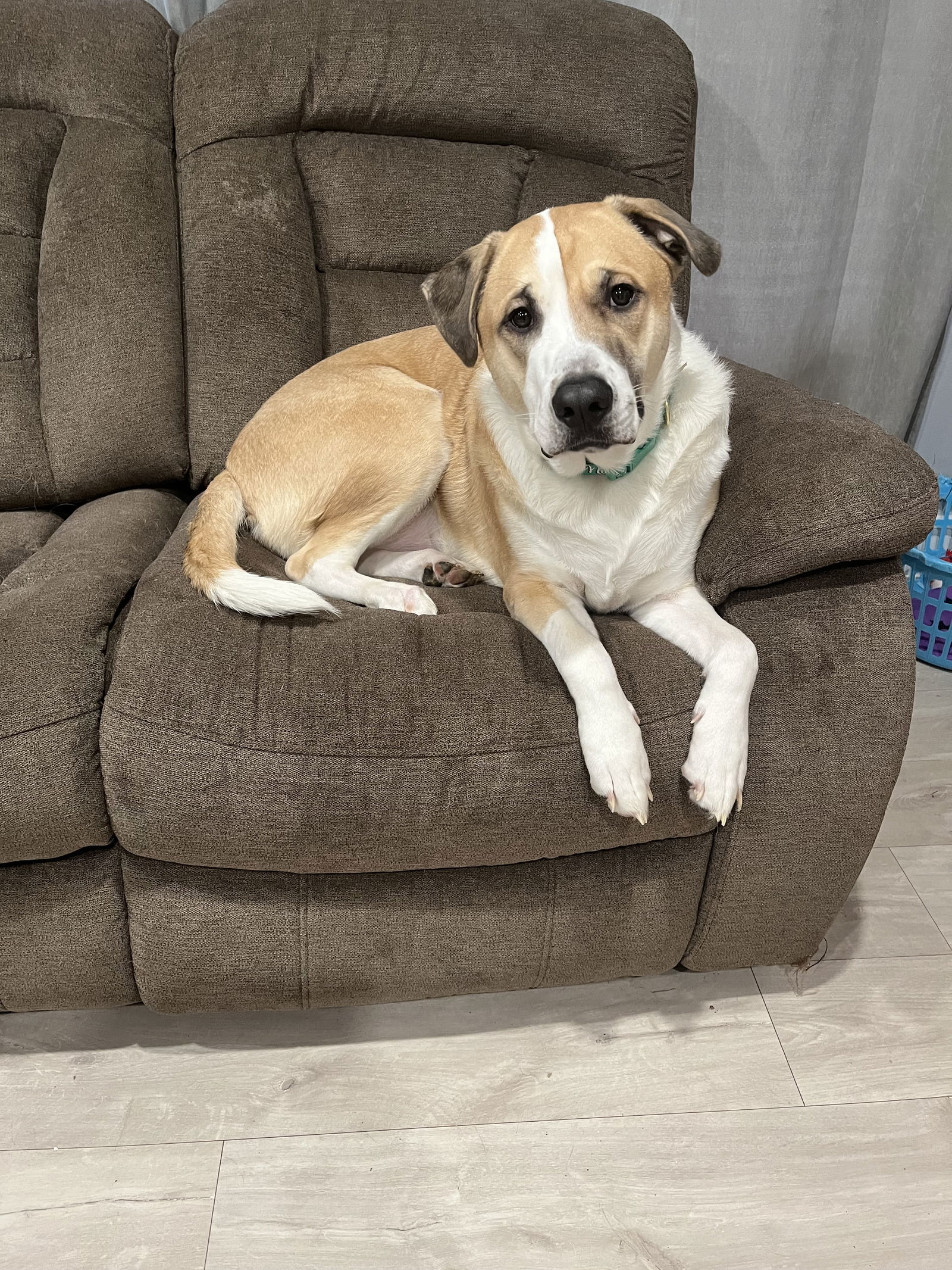 Whiskey **COURTESY POSTING**, an adoptable German Shepherd Dog in London, ON, N6H 5C4 | Photo Image 2