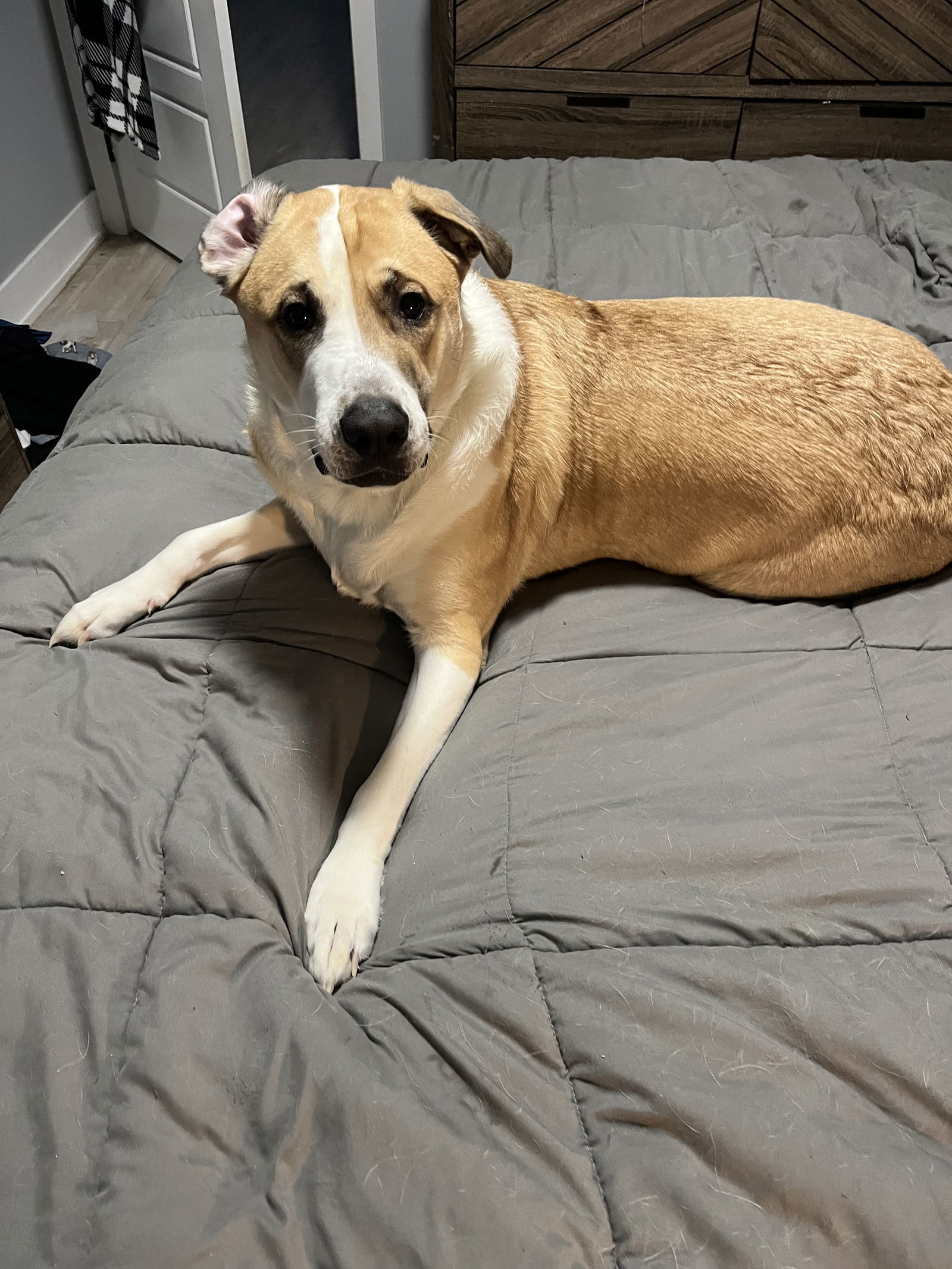 Whiskey **COURTESY POSTING**, an adoptable German Shepherd Dog in London, ON, N6H 5C4 | Photo Image 3