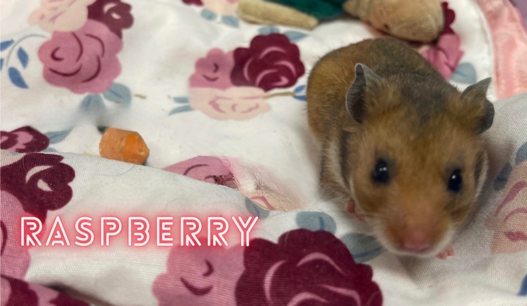 Raspberry: video!!
