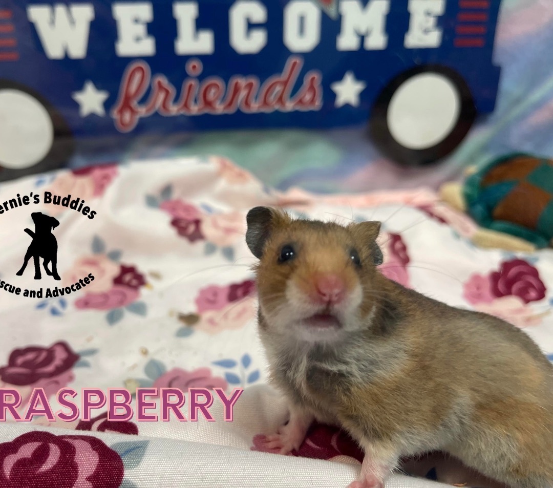Raspberry: video!!