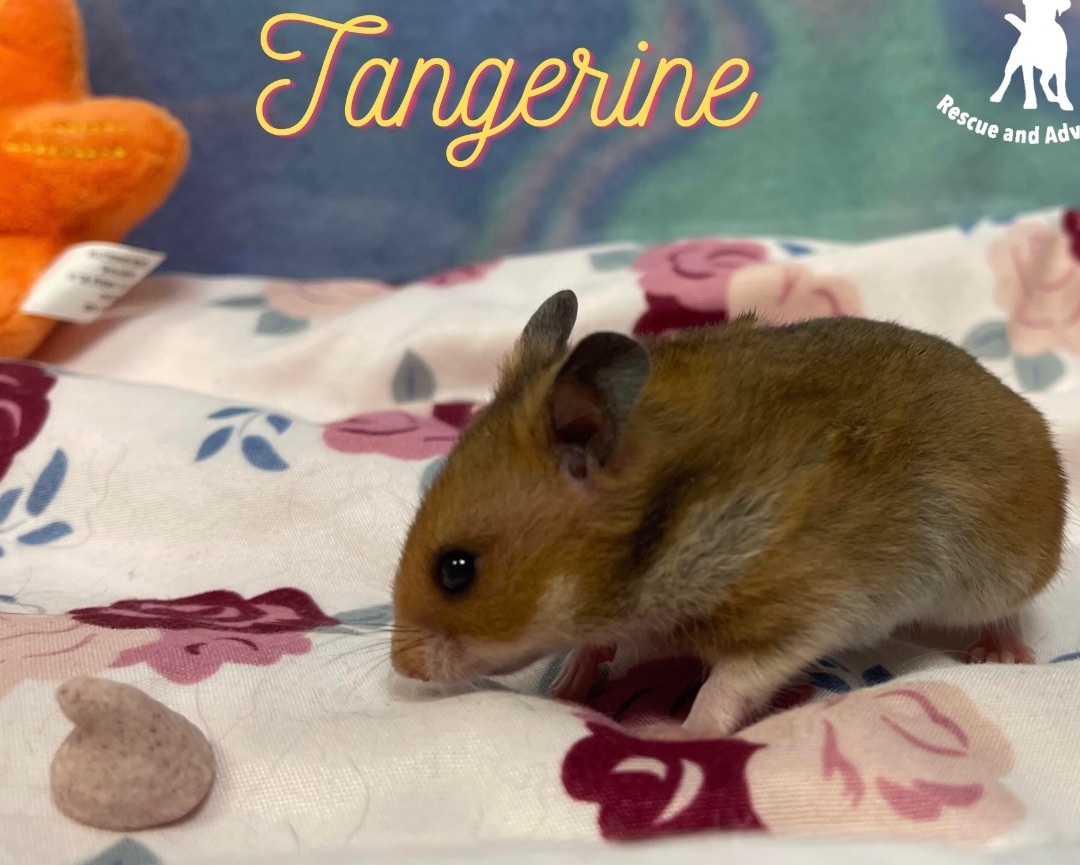 Tangerine: video!!