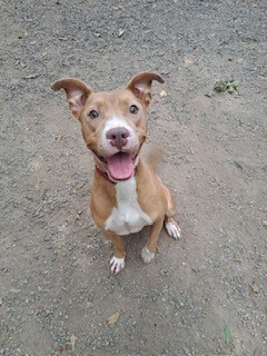 Dog for adoption - Leona, a Pit Bull Terrier Mix in Spartanburg, SC ...