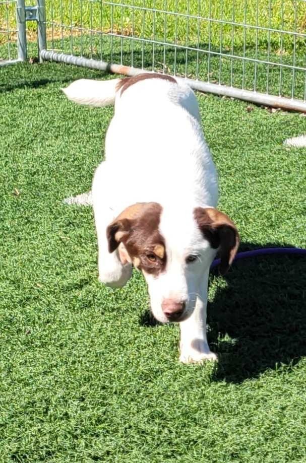 Dog for adoption - Derrick, a Labrador Retriever Mix in Murphysboro, IL