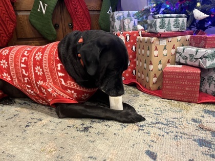 Magneto, an adoptable Retriever, Mixed Breed in Fort Worth, TX, 76102 | Photo Image 3