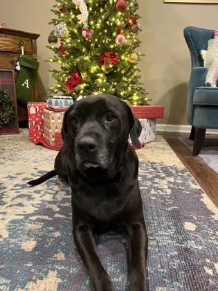 Magneto, an adoptable Retriever, Mixed Breed in Fort Worth, TX, 76102 | Photo Image 4