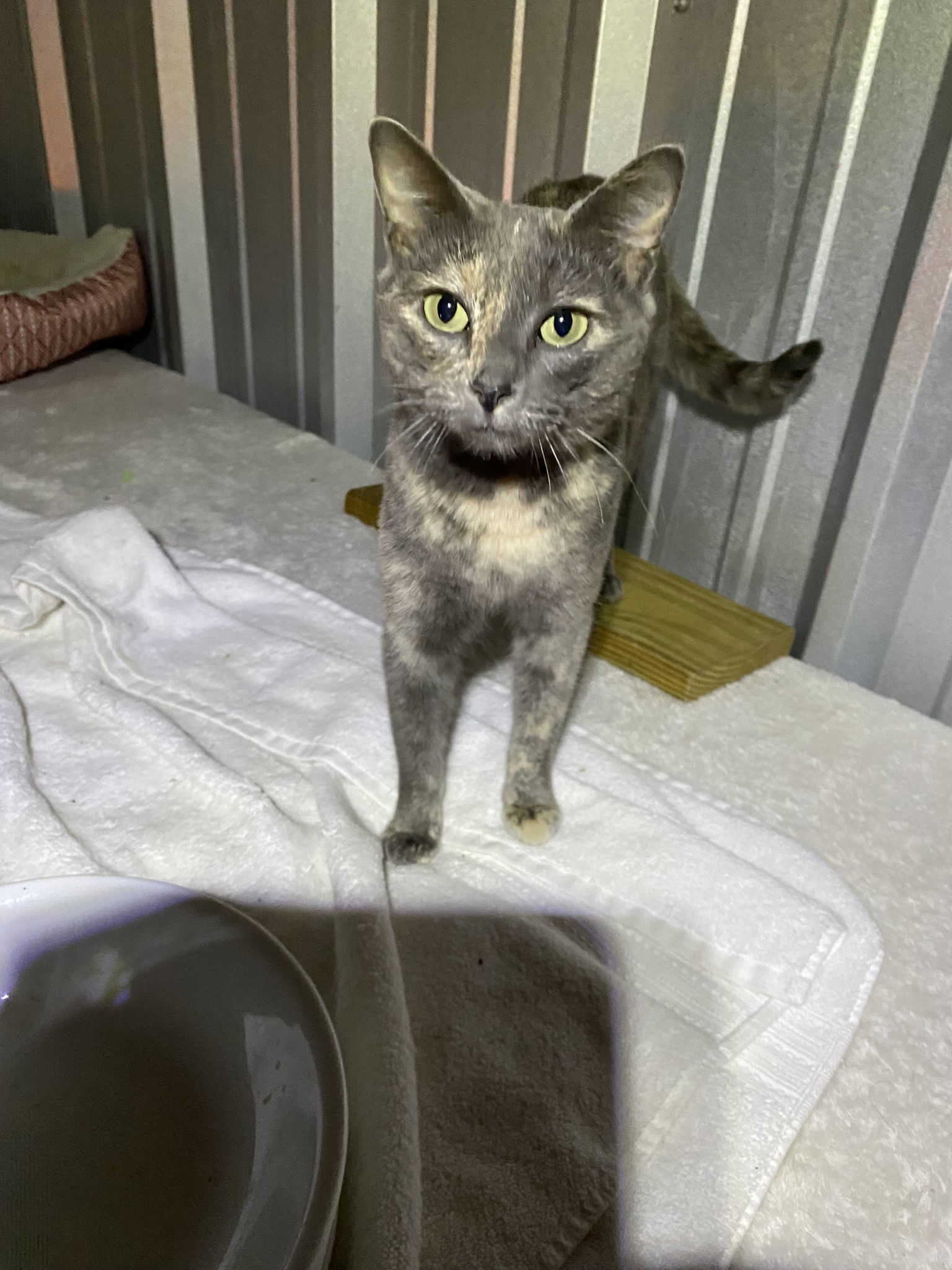 Opal, an adoptable Domestic Short Hair, Dilute Tortoiseshell in Drasco, AR, 72530 | Photo Image 1