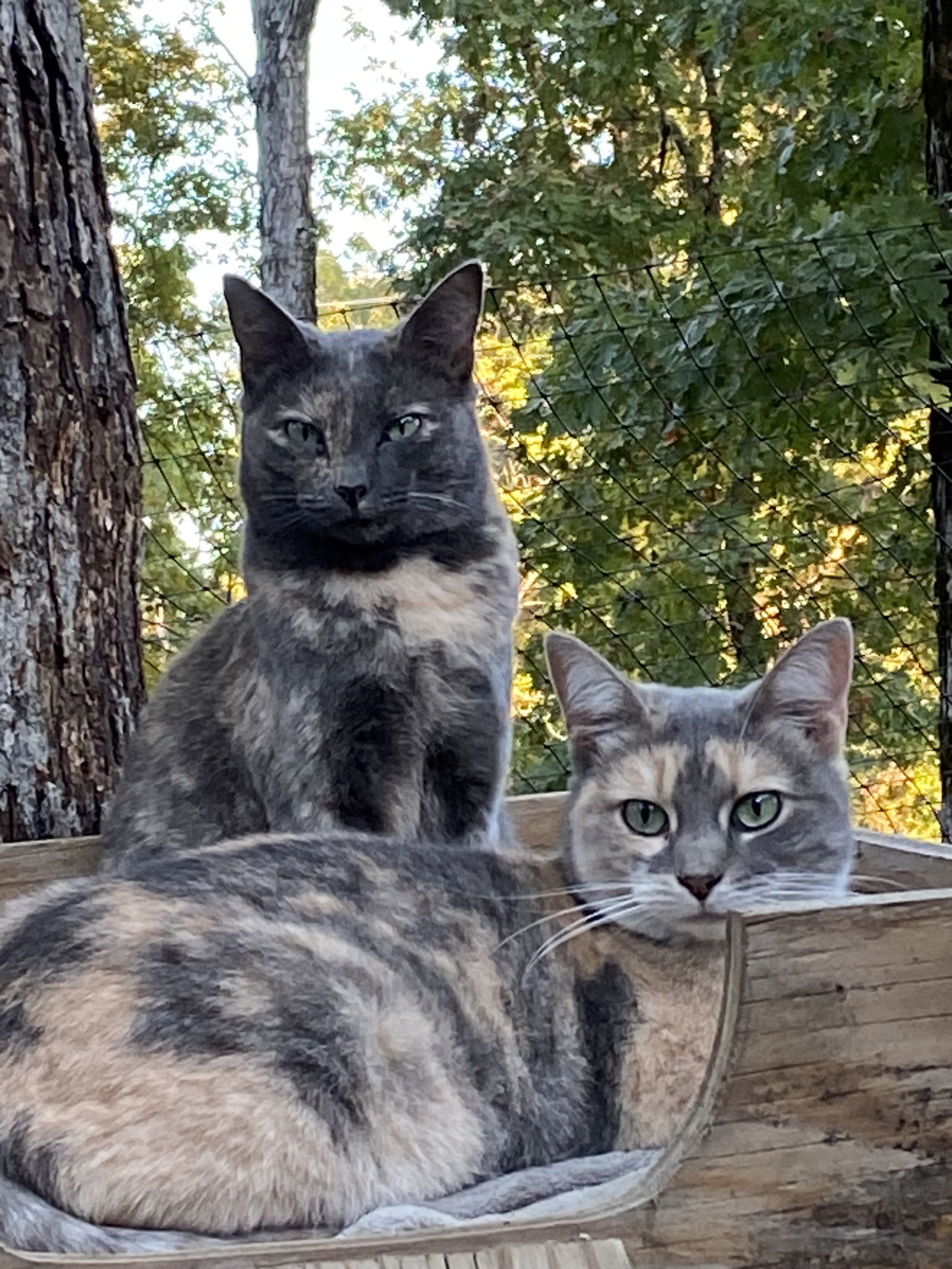 Opal, an adoptable Domestic Short Hair, Dilute Tortoiseshell in Drasco, AR, 72530 | Photo Image 3