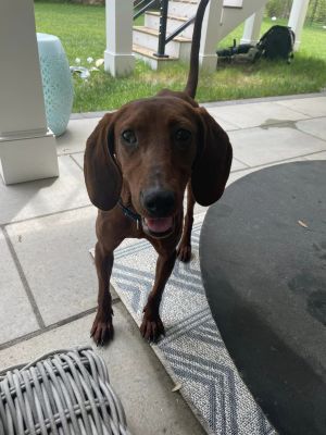 Olive (GA) Redbone Coonhound Dog