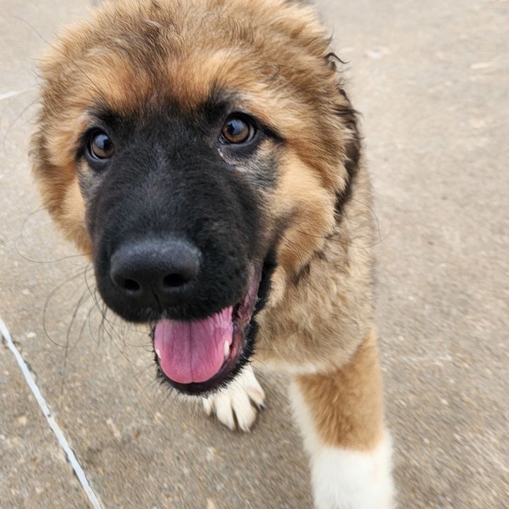 Charming, an adopted Anatolian Shepherd & Great Pyrenees Mix in Oklahoma City, OK_image-1