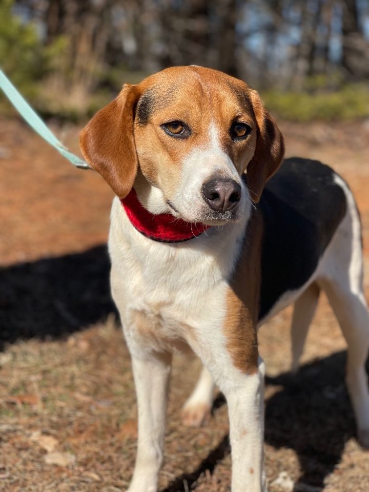 Beagle hot sale harrier mix