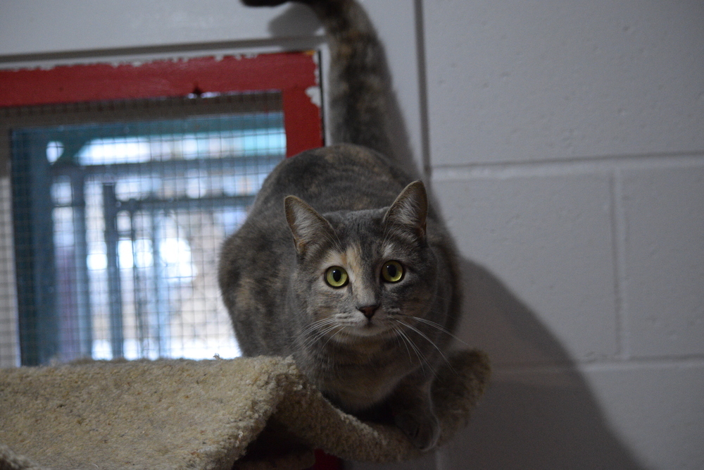 Truffles, an adoptable Domestic Short Hair in Salmon, ID, 83467 | Photo Image 1