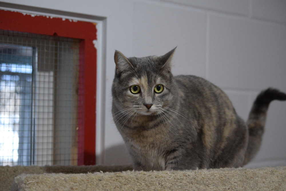 Truffles, an adoptable Domestic Short Hair in Salmon, ID, 83467 | Photo Image 2