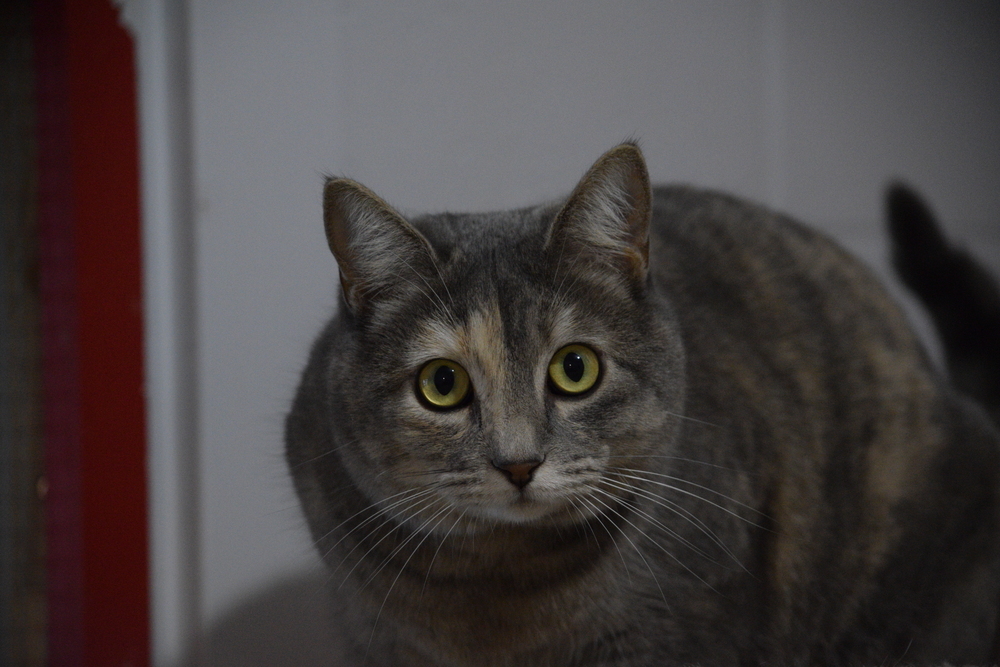 Truffles, an adoptable Domestic Short Hair in Salmon, ID, 83467 | Photo Image 3