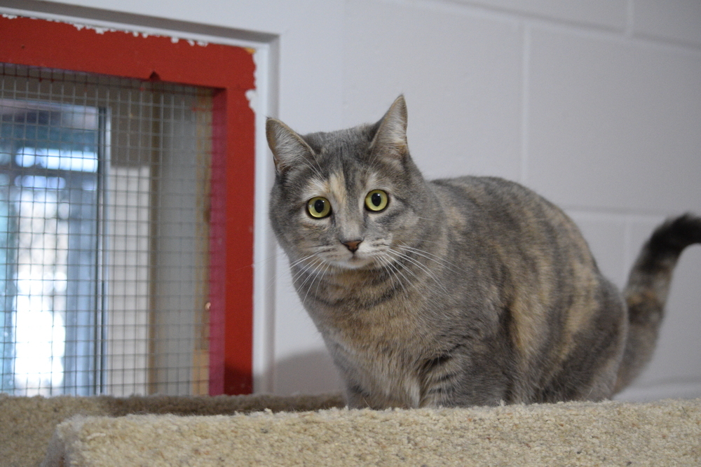 Truffles, an adoptable Domestic Short Hair in Salmon, ID, 83467 | Photo Image 4