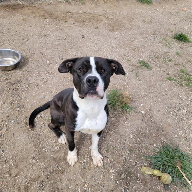 PANCAKE, an adoptable Pit Bull Terrier in Casper, WY, 82601 | Photo Image 1