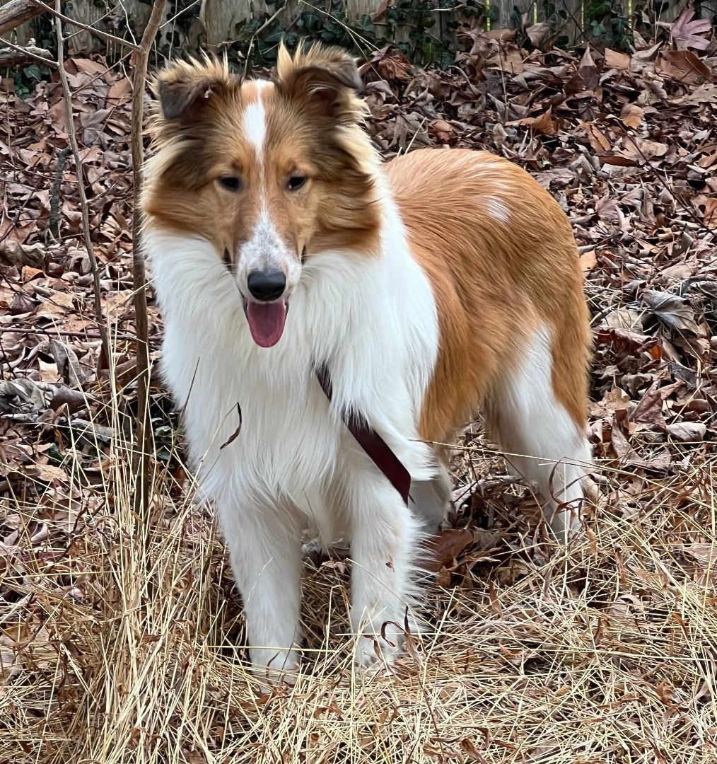 Dog for adoption Walter, a Collie in Lafayette Hill, PA Petfinder