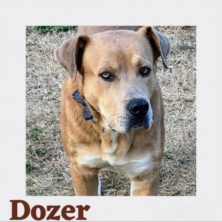 Dozer photo