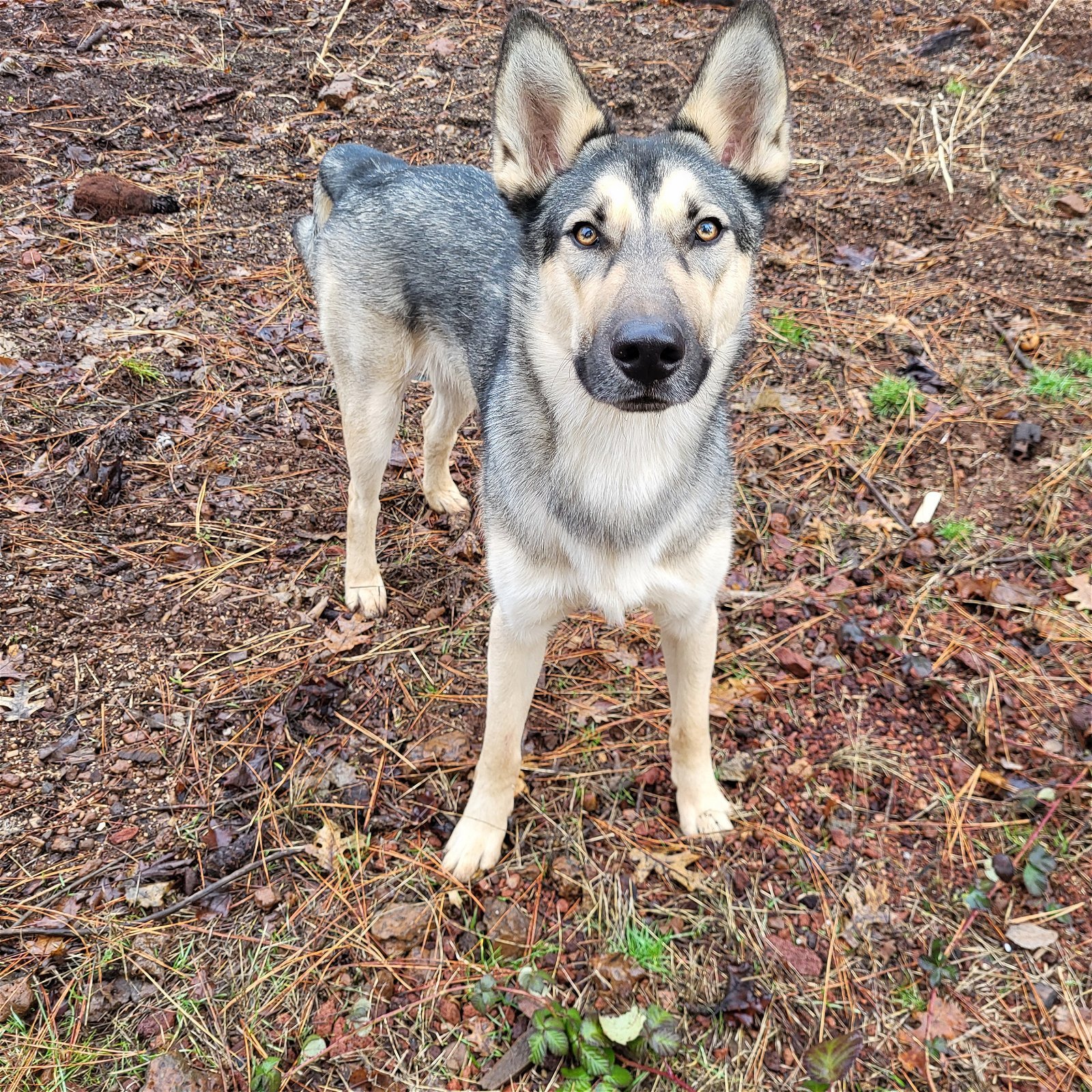 Kai, an adoptable German Shepherd Dog, Husky in Redding, CA, 96099 | Photo Image 2