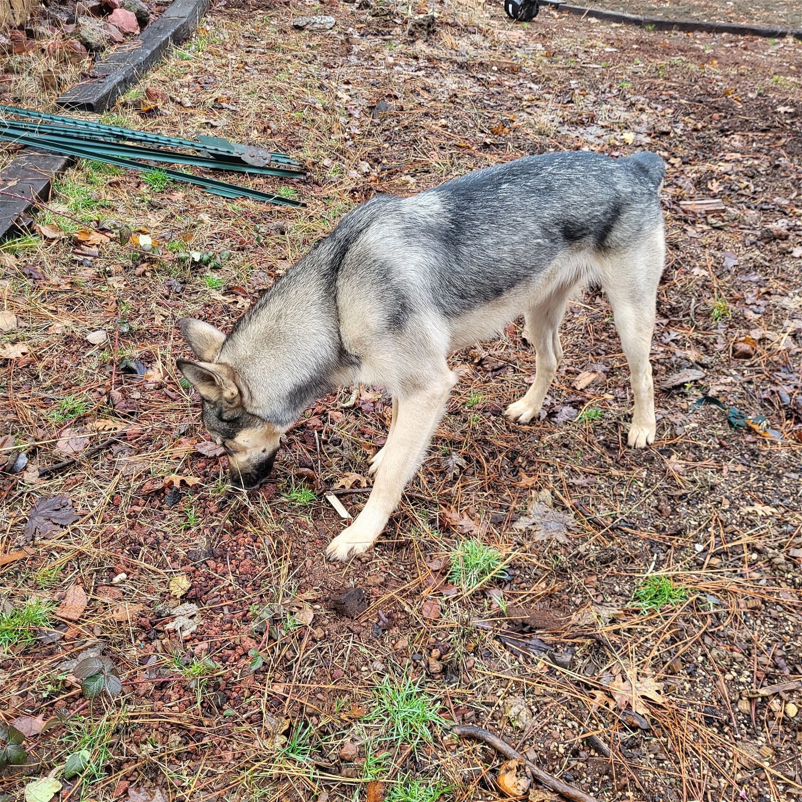 Kai, an adoptable German Shepherd Dog, Husky in Redding, CA, 96099 | Photo Image 3