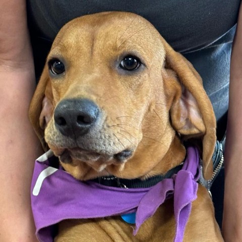 Leilah, an adoptable Redbone Coonhound in Kilauea, HI, 96754 | Photo Image 2