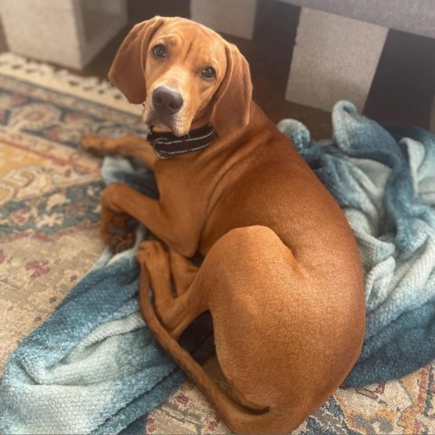 Leilah, an adoptable Redbone Coonhound in Kilauea, HI, 96754 | Photo Image 3
