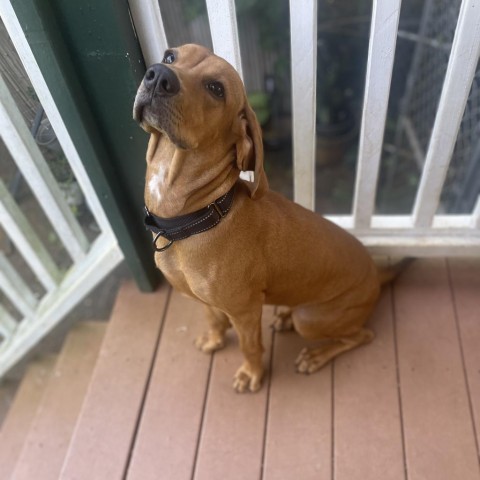 Leilah, an adoptable Redbone Coonhound in Kilauea, HI, 96754 | Photo Image 5