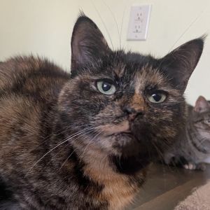 Shimmer Mama 2021, Adult Female Domestic Short Hair