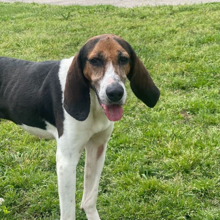 Lady, an adoptable Coonhound & Hound Mix in Oswego, IL_image-2