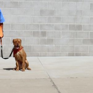 Red, Adult Male Mastiff