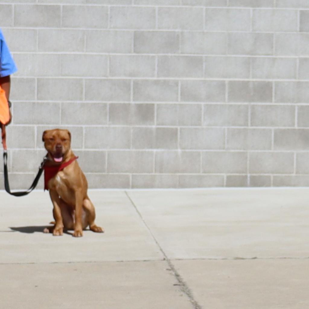 Red, an adoptable Mastiff, Mixed Breed in Ione, CA, 95640 | Photo Image 1