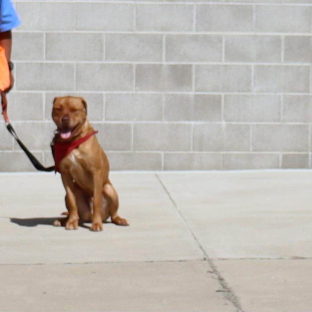 Red, an adoptable Mastiff, Mixed Breed in Ione, CA, 95640 | Photo Image 2