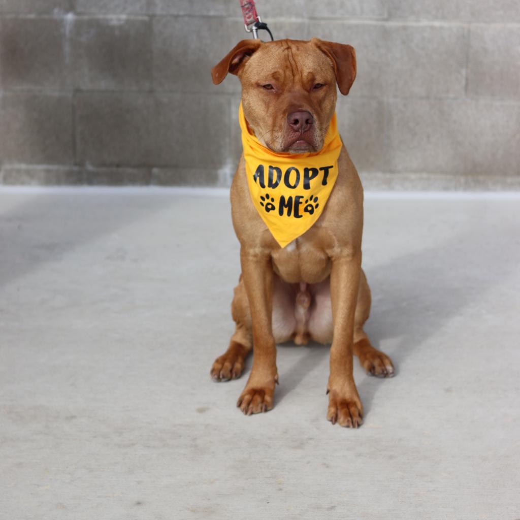 Red, an adoptable Mastiff, Mixed Breed in Ione, CA, 95640 | Photo Image 3