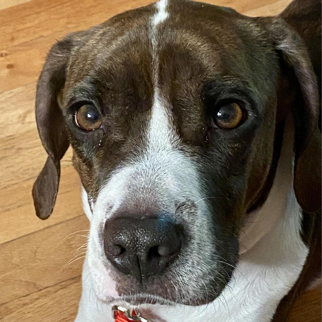 Bonnie