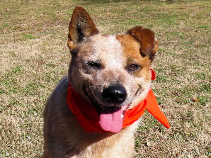 Rogers heelers hot sale