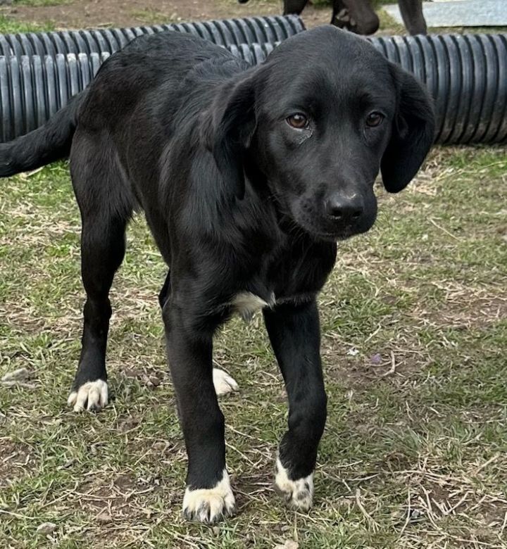 Petfinder flat 2025 coated retriever