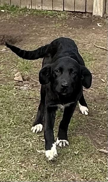 Dog for adoption Louise a Flat Coated Retriever Black