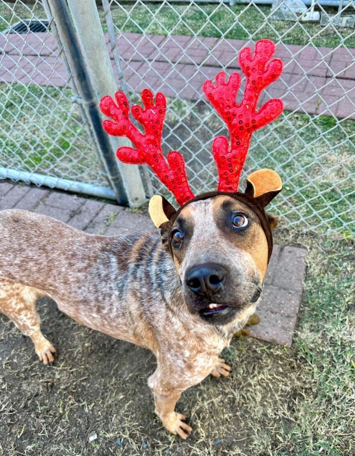 German shorthair best sale rescue colorado