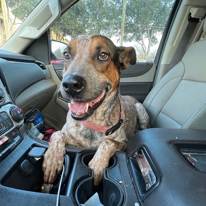 German shorthair rescue store colorado