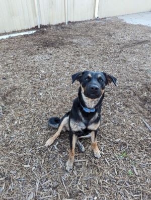 Meet Boudreaux Despite being dumped in a Houston park this boy is as sweet as they come Found wit