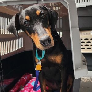 PERSONALITY sweet active BREED doberman mix AGE  7 months Rescued from Chowchilla Fine with othe