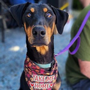 PERSONALITY sweet active BREED doberman mix AGE  7 months Rescued from Chowc