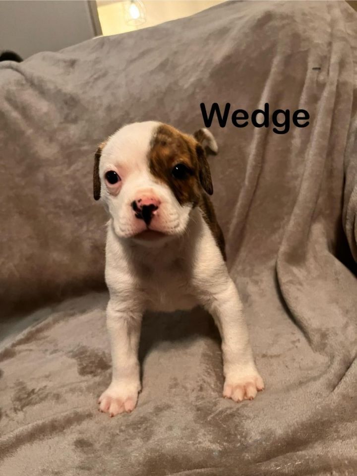 Wedge, an adopted American Staffordshire Terrier Mix in Manhattan, KS_image-1