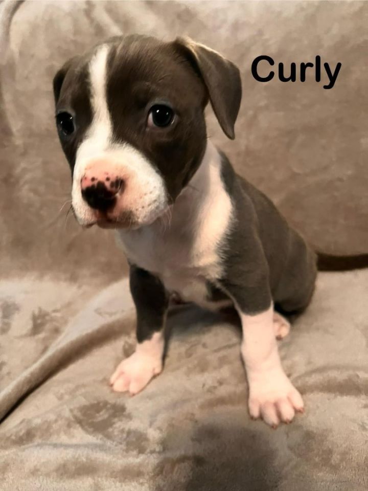 Curley, an adoptable American Staffordshire Terrier Mix in Manhattan, KS_image-3
